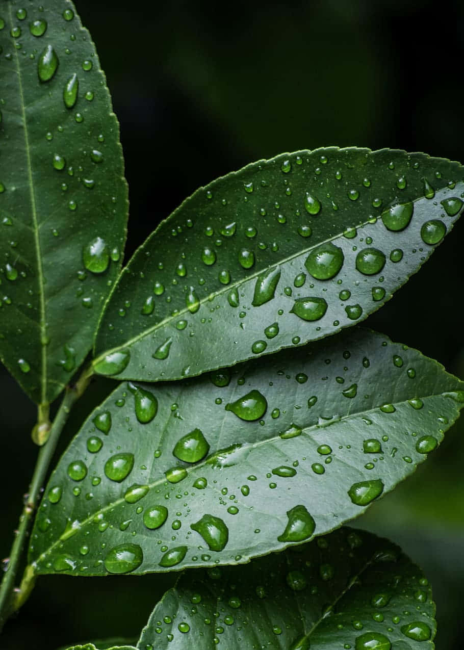 Oblong Leaves With Droplets [wallpaper] Background