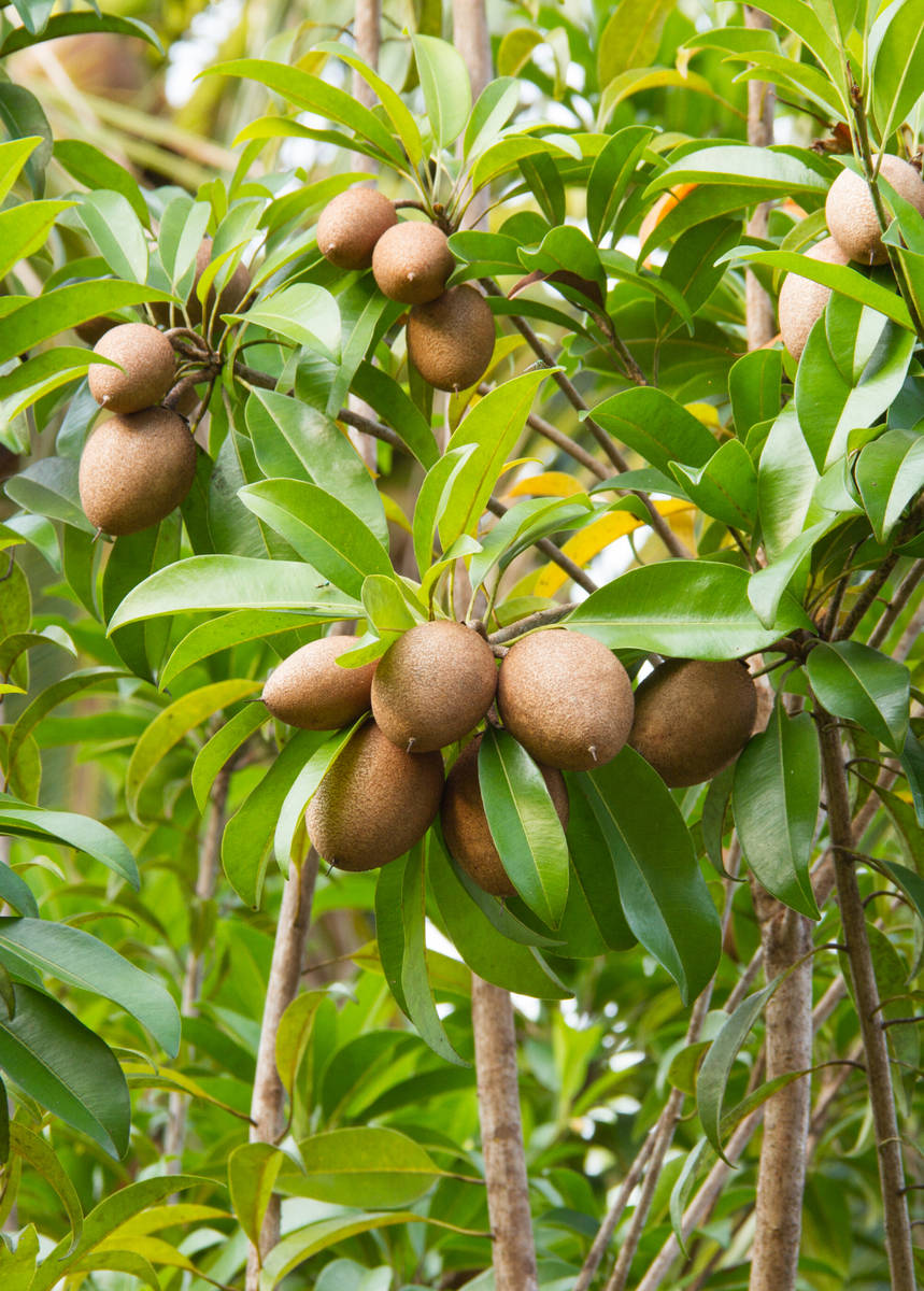 Oblong Sapodilla Fruit Bunches Background