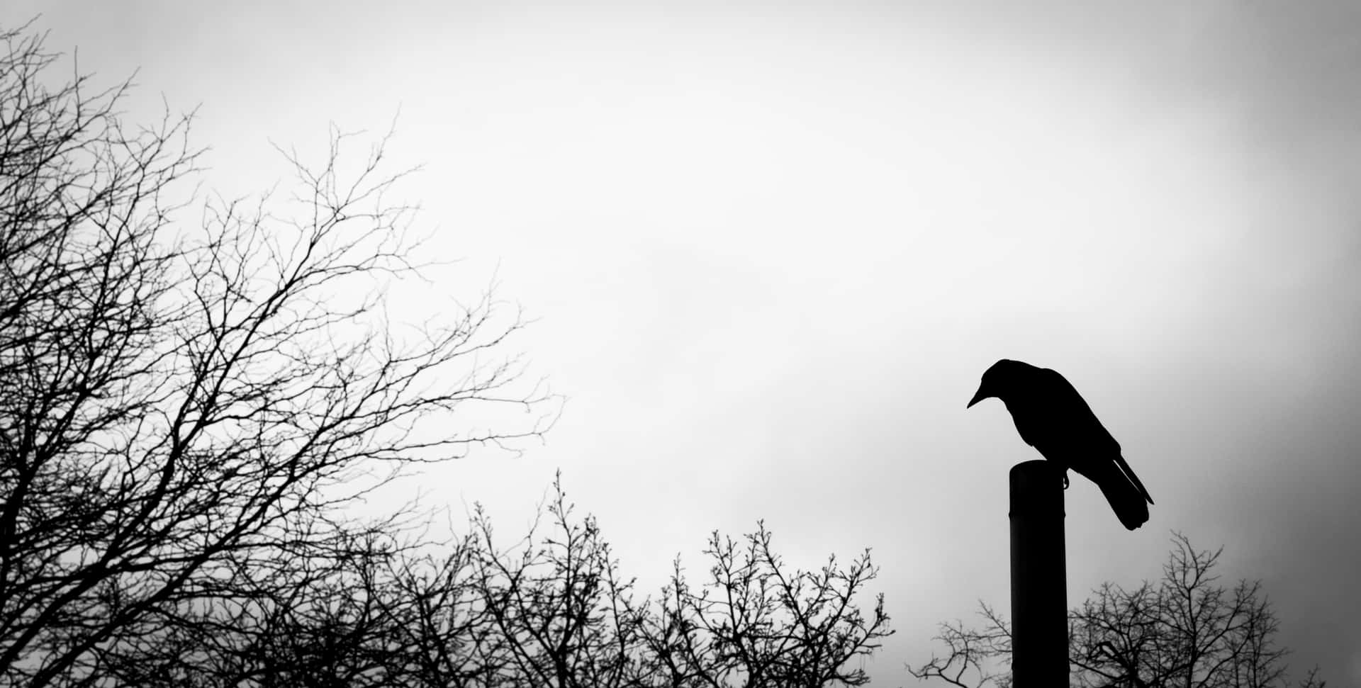 Obscure Crow In Wooden Pole Background