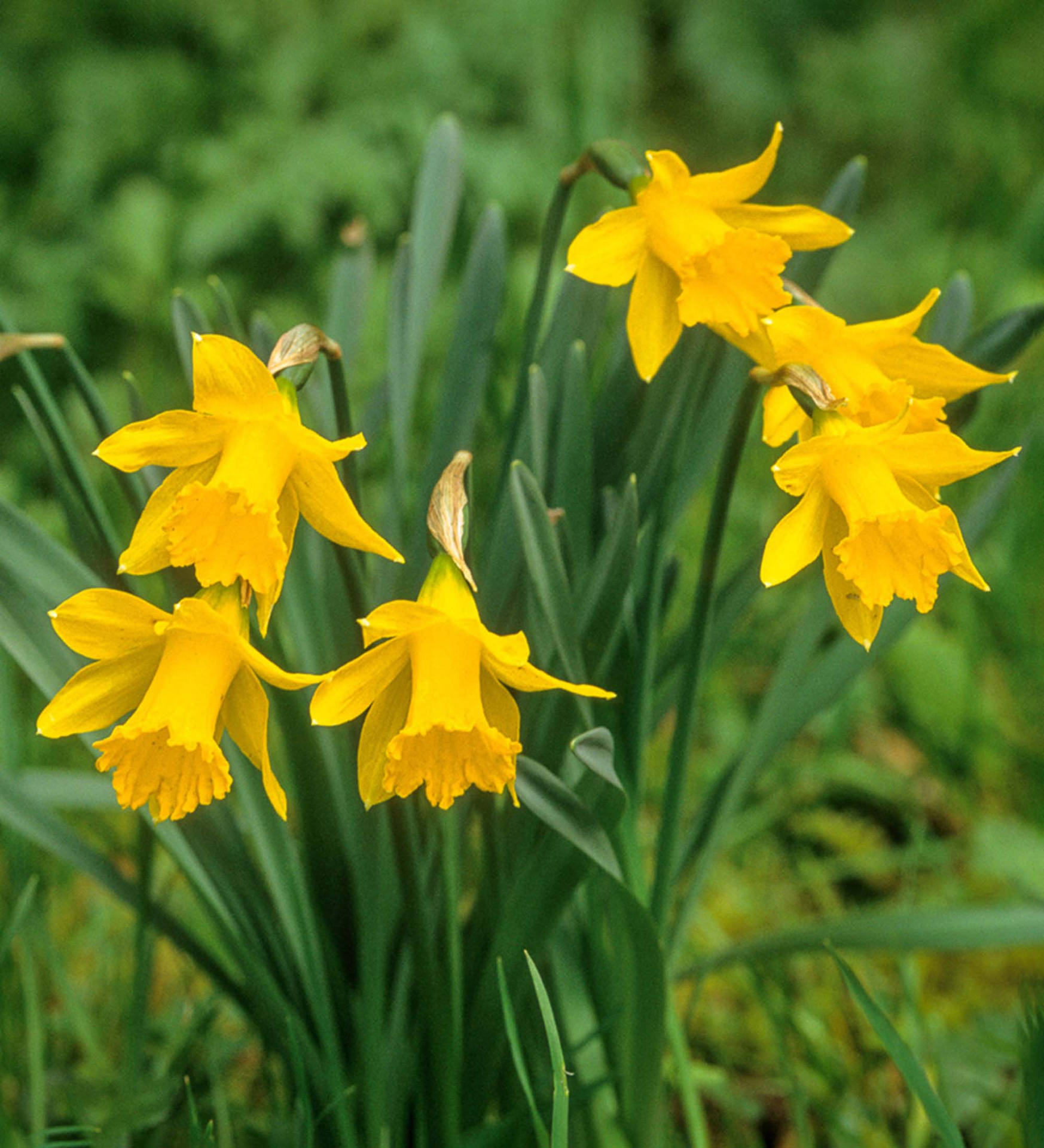 Obvallaris Narcissus Flowers Background
