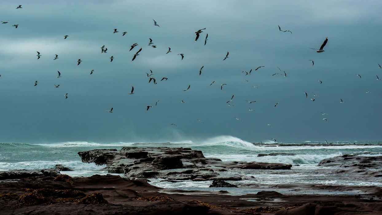 Ocean Storm And Birds Flying Background