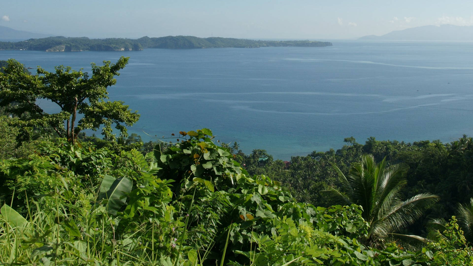 Ocean View Near Jungle Background