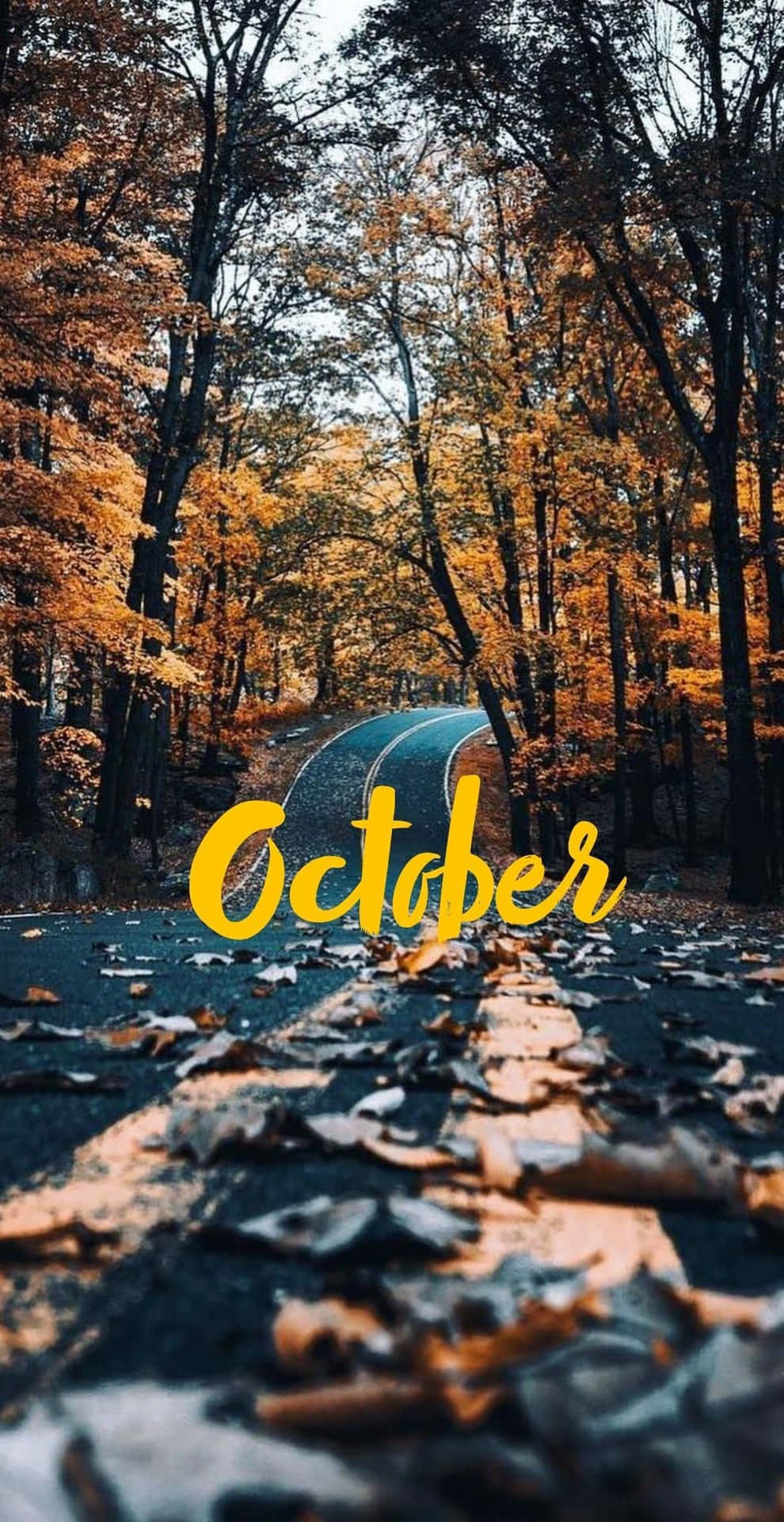 October Aesthetic Autumn Forest