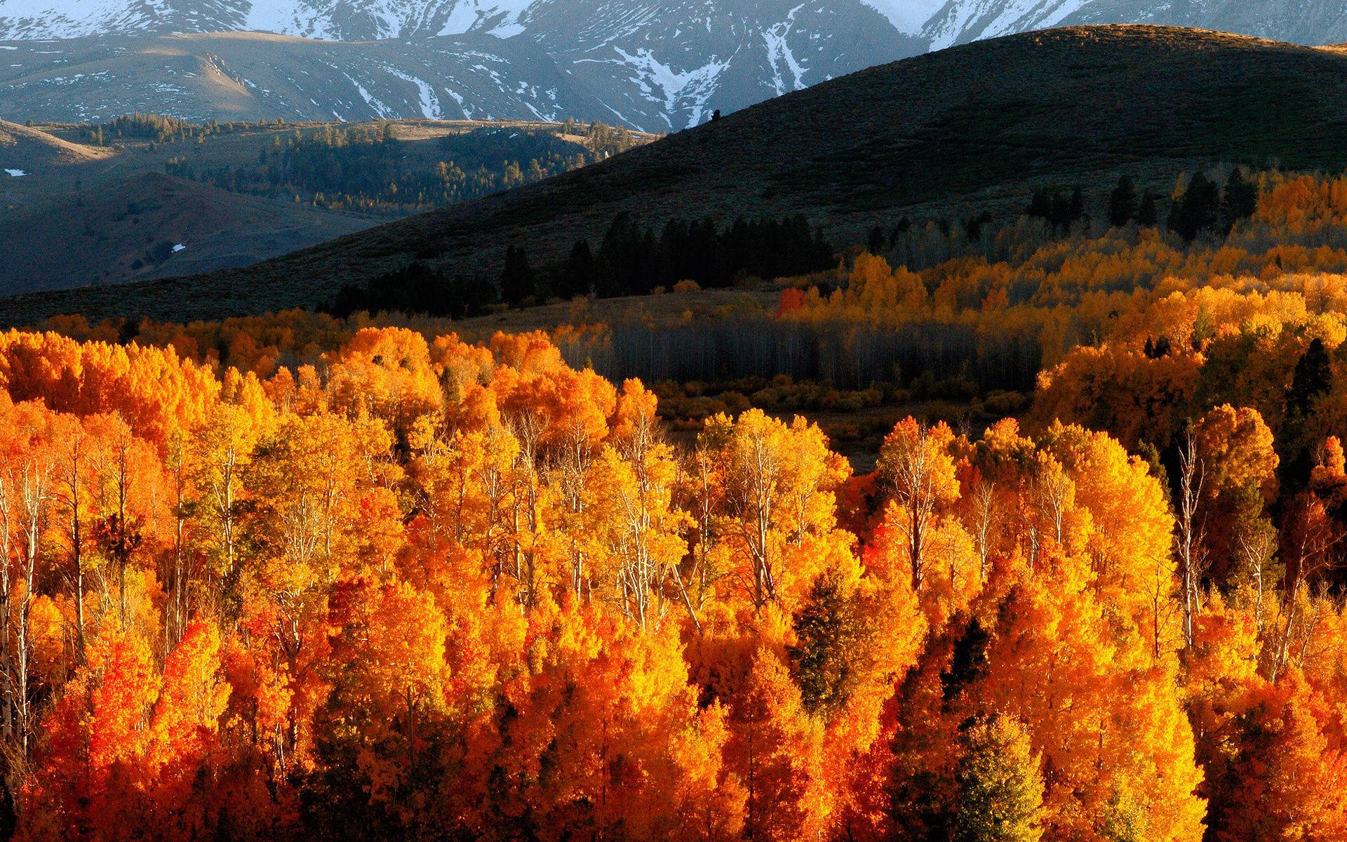 October Autumn Forest Hills Background