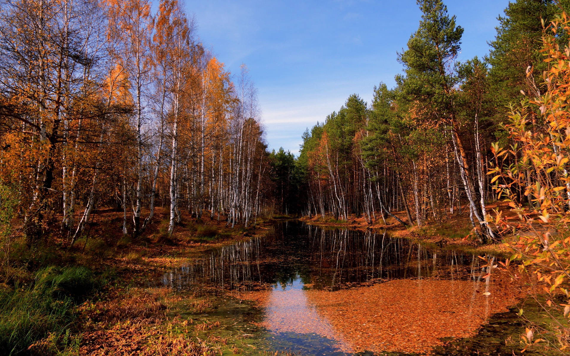 October Autumn Forest Pool Background