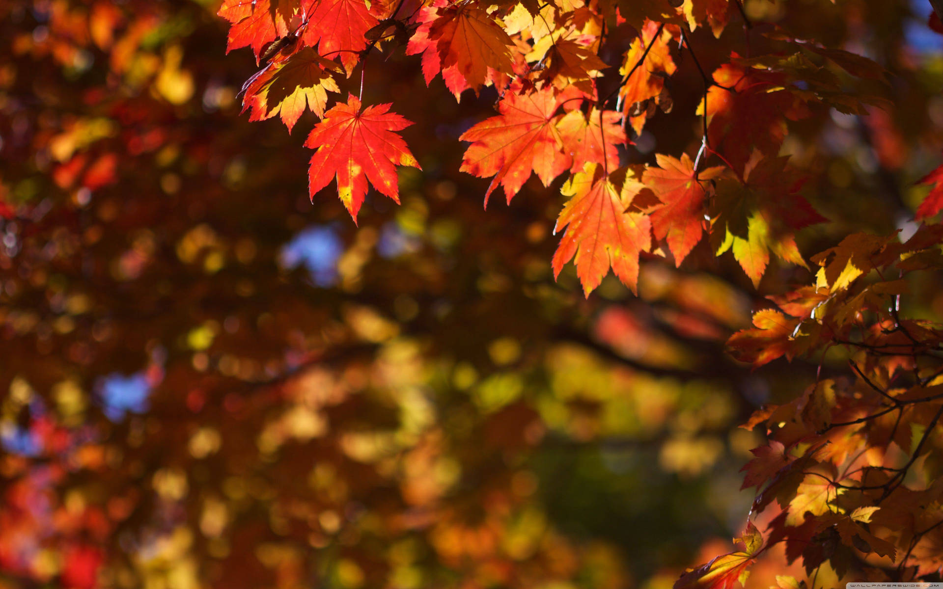 October Autumn Maple Tree Background