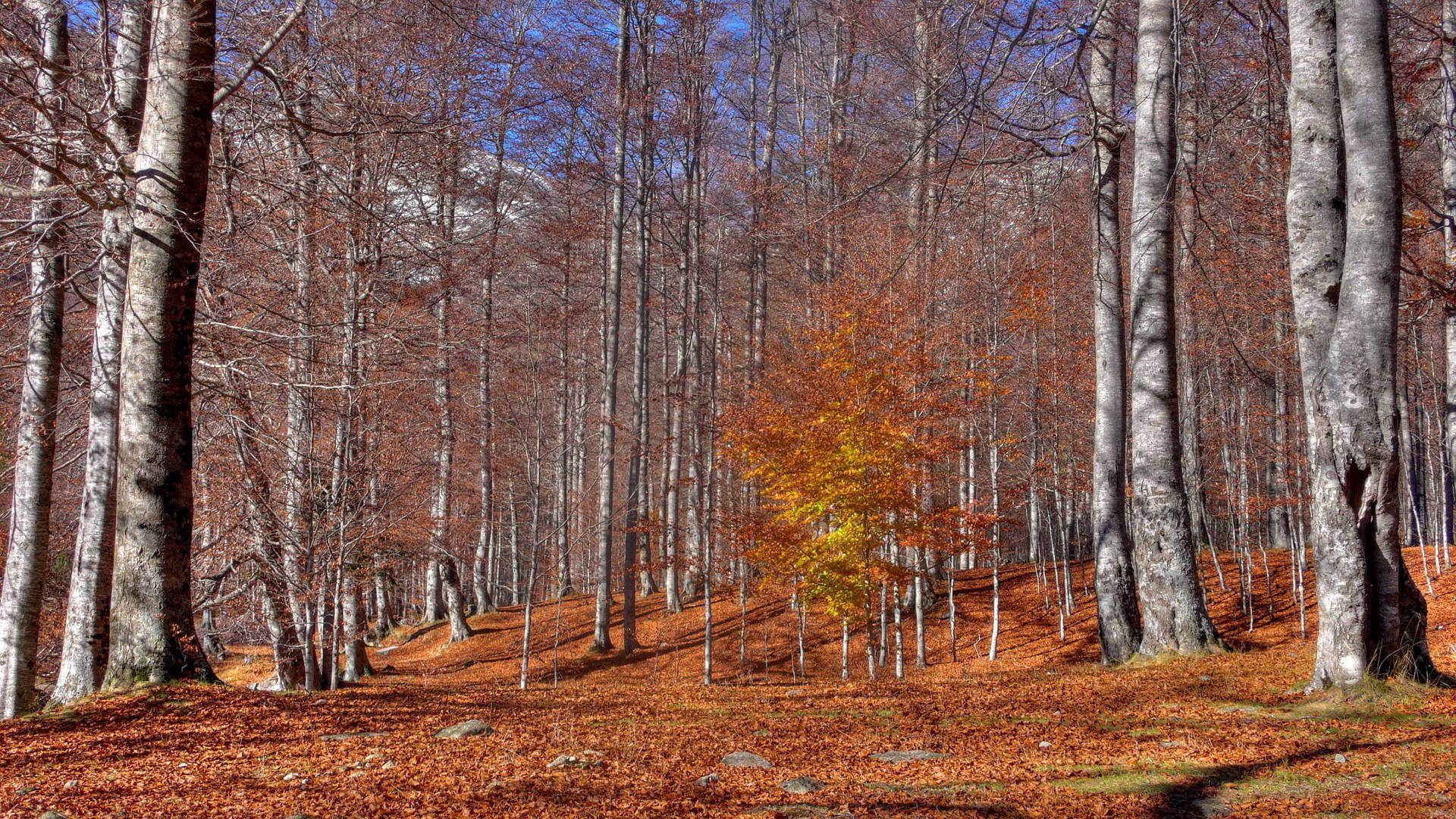 October Autumn Tree Trunks Background