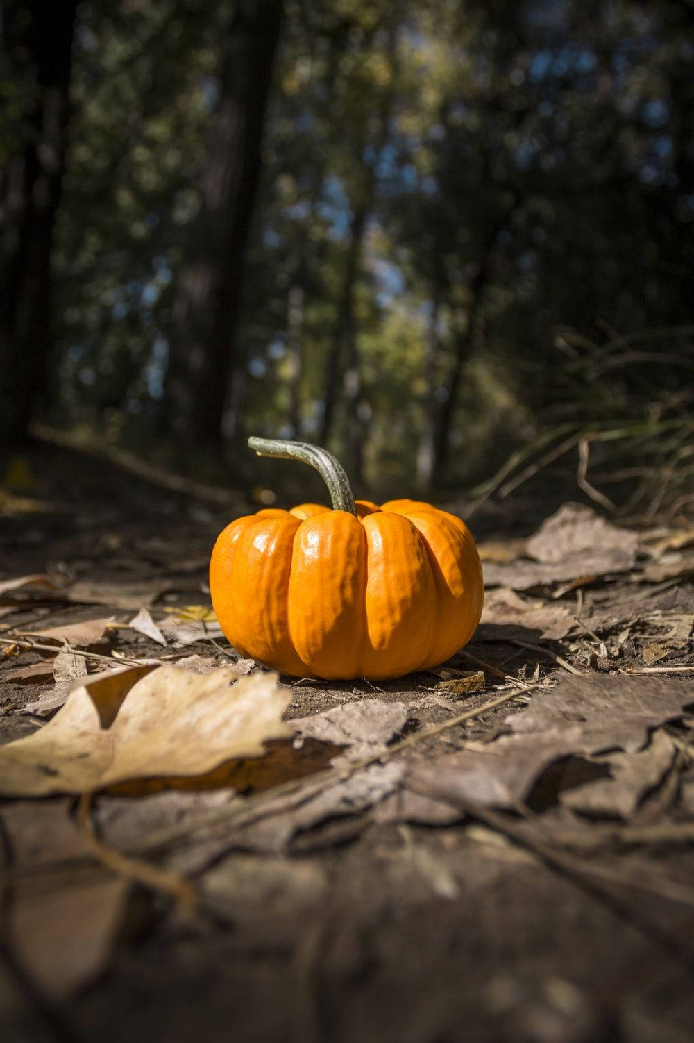 October Pumpkin Forest Macro Background