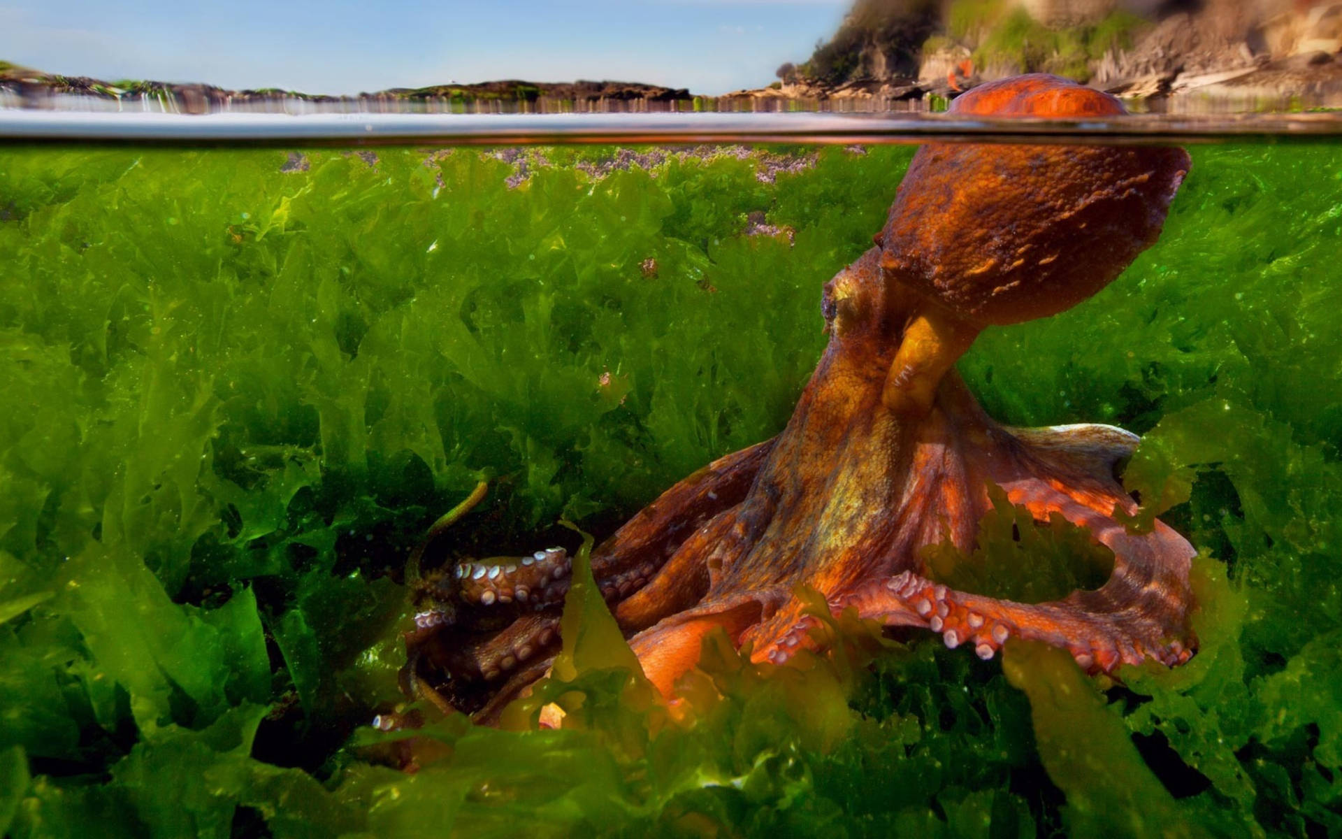 Octopus At Seaweeds