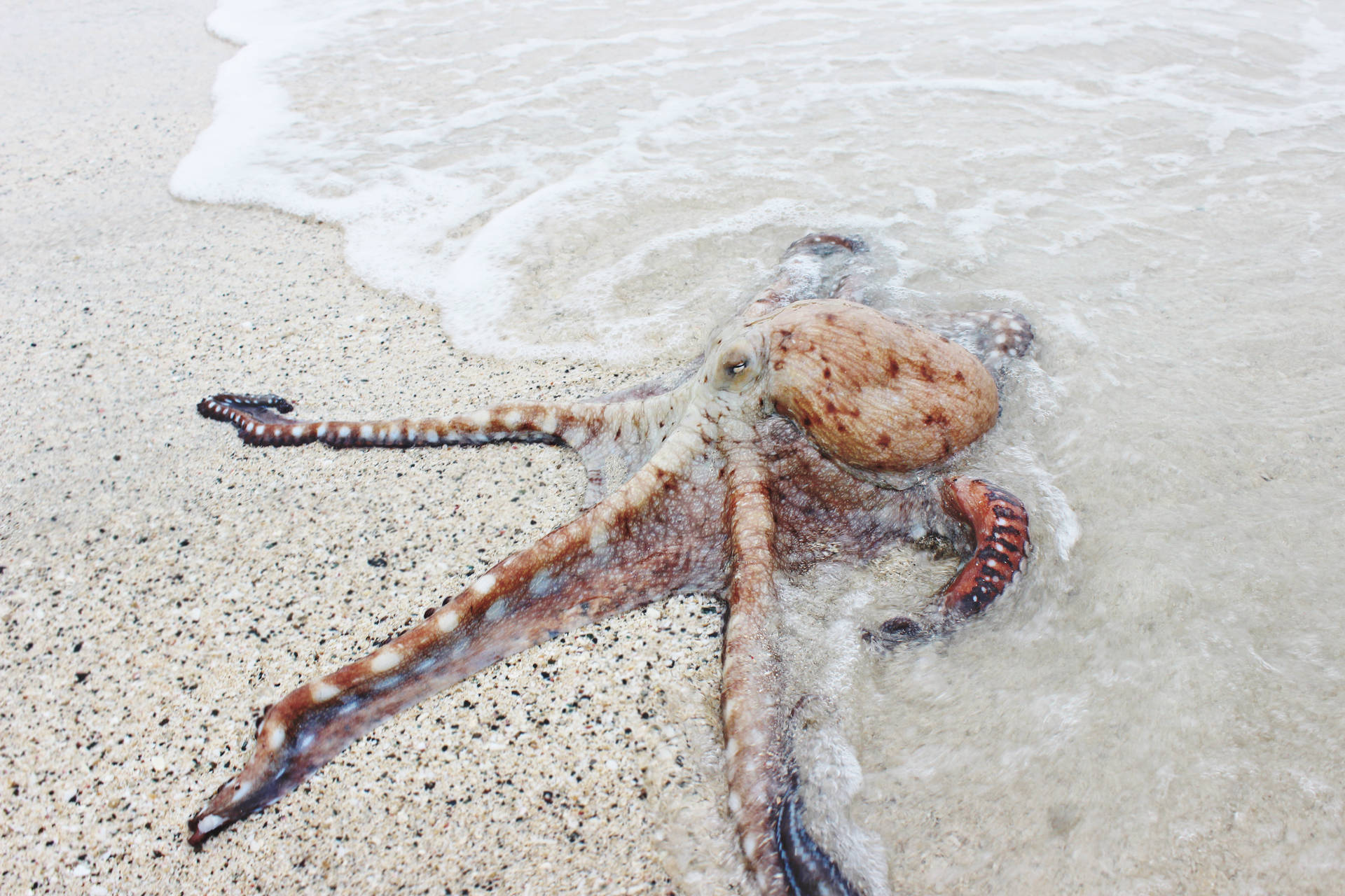 Octopus On Beach Shore