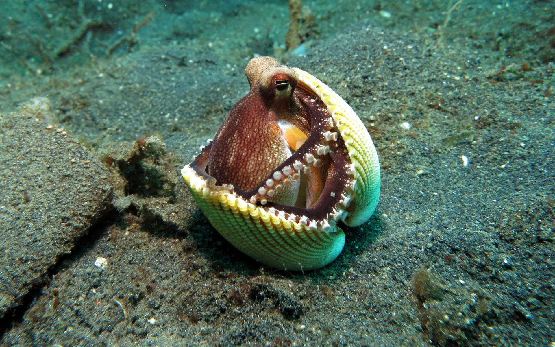 Octopus On Shell Background