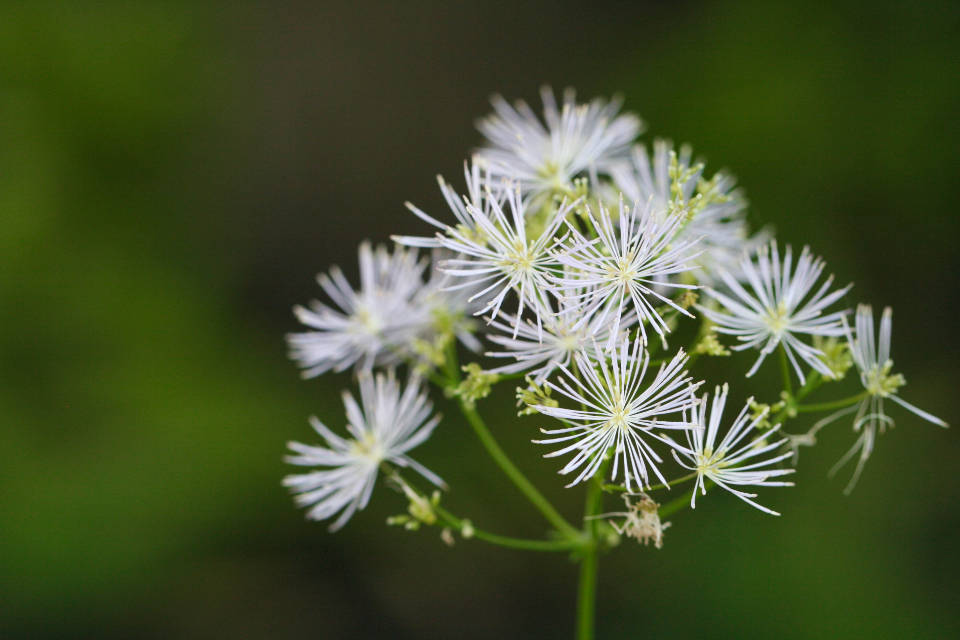 Off White Meadow Rue