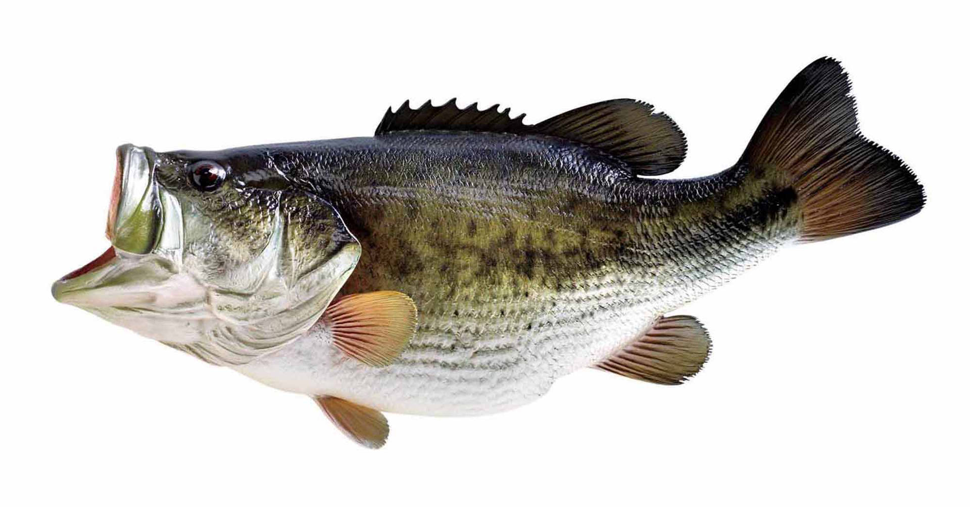 Official Photo Of Largemouth Bass Background