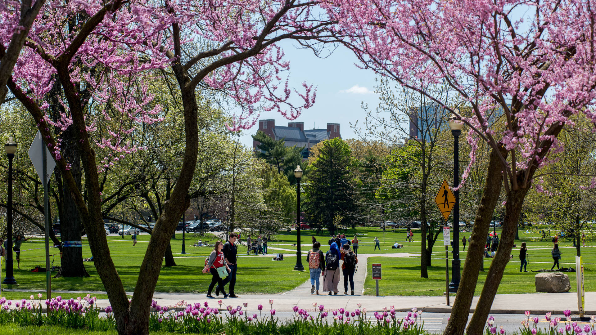 Ohio State University Pink Trees