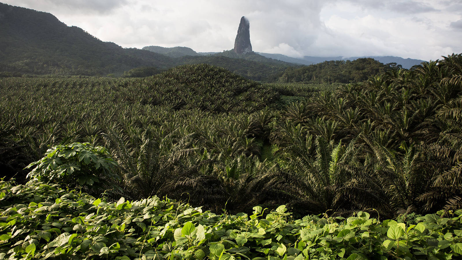 Oil Palm In Sao Tome And Principe