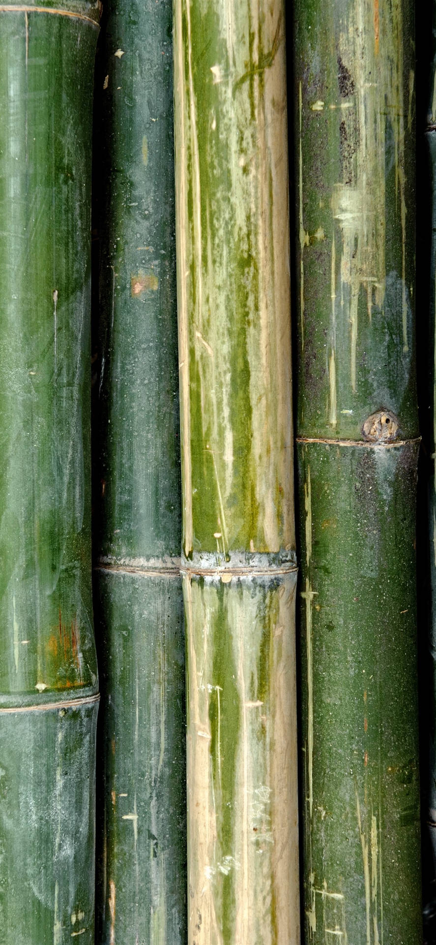 Old Bamboo Skin Iphone