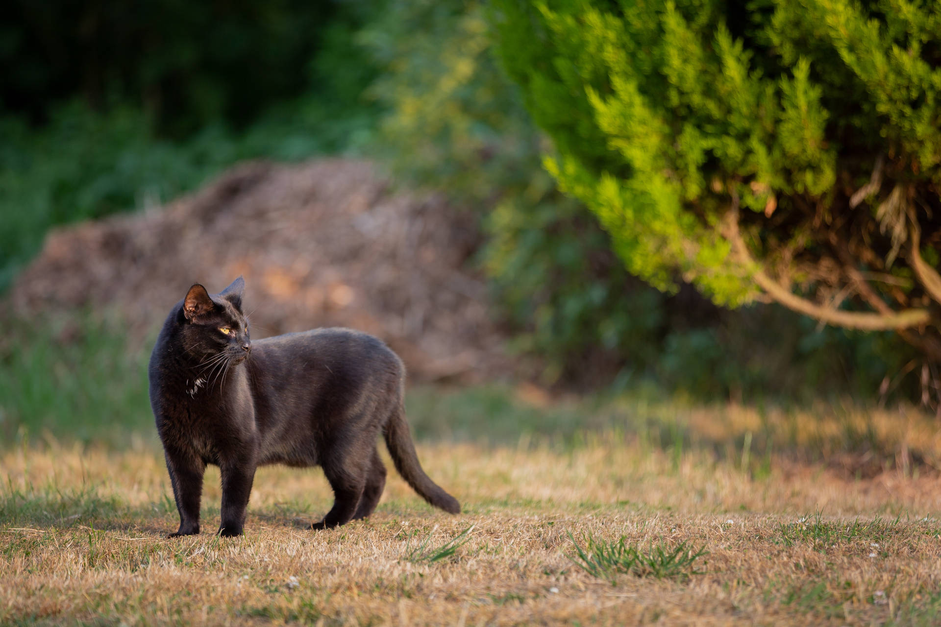 Old Black Animal Cat Background