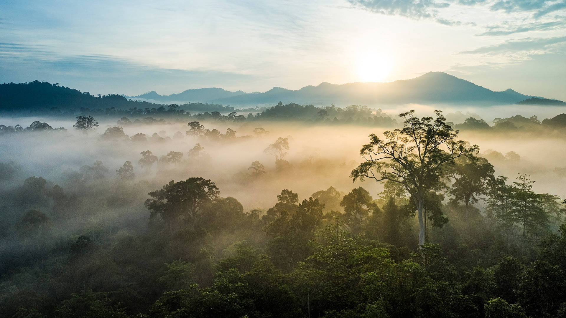 Old Borneo Rainforest Background