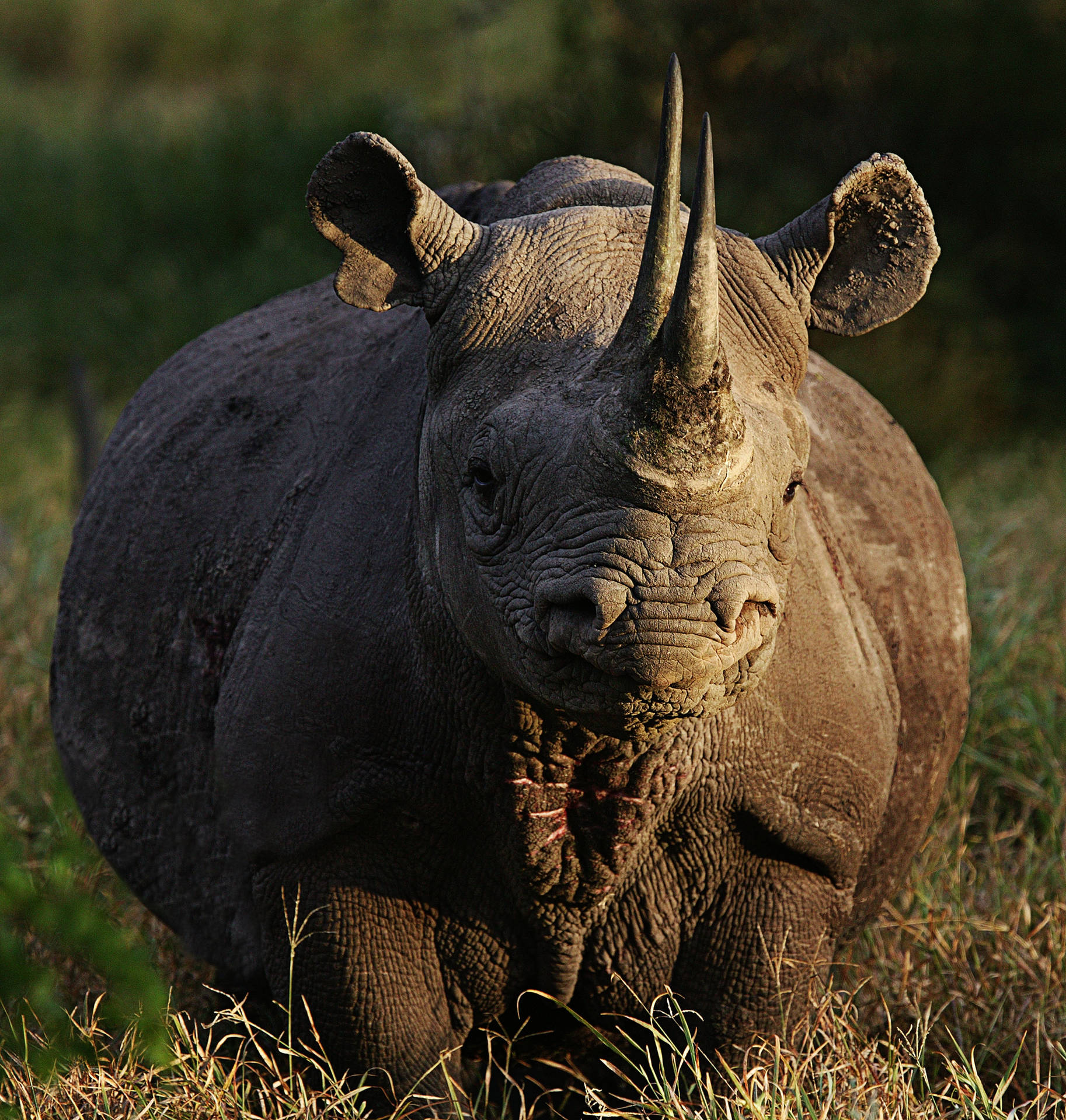 Old Rhinoceros