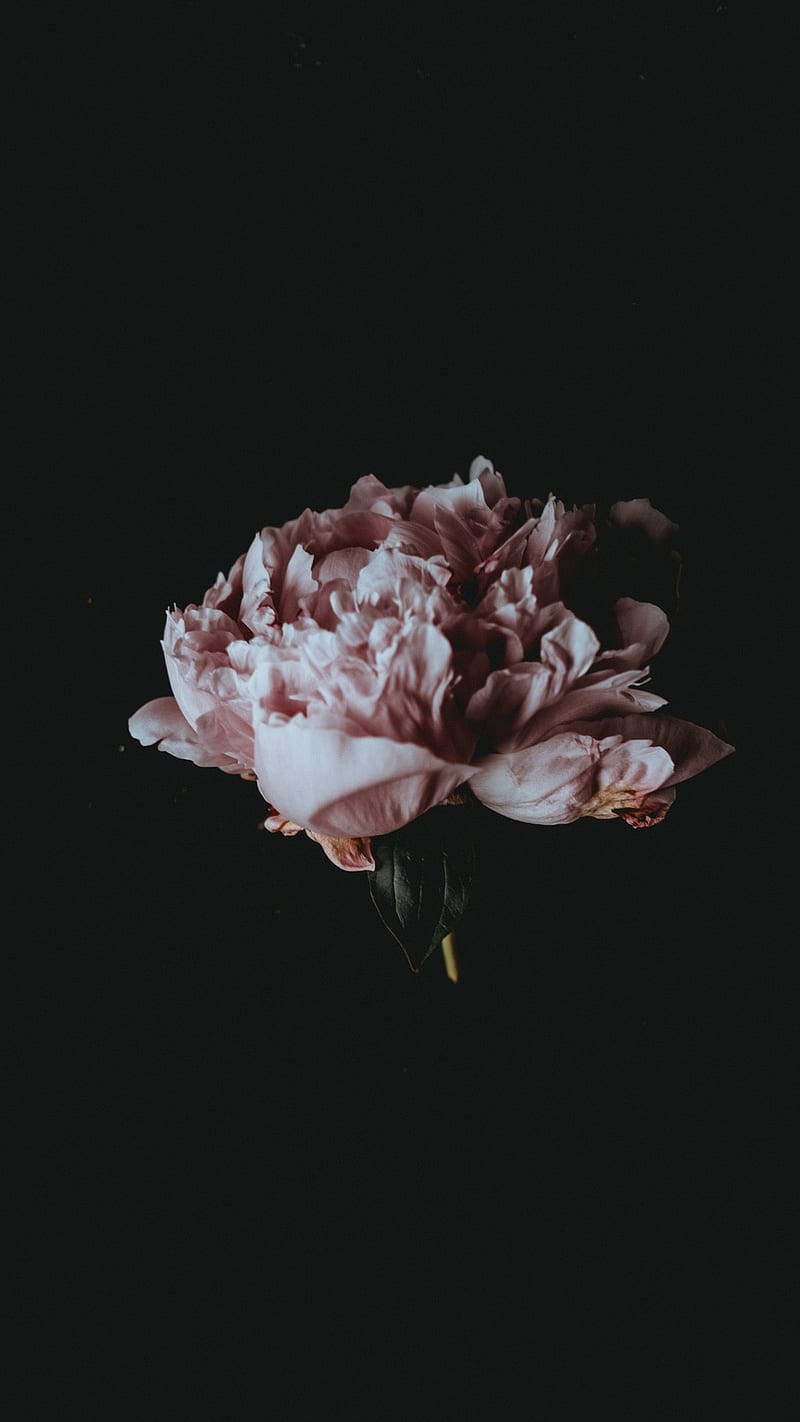 Old Rose Dark Floral Background