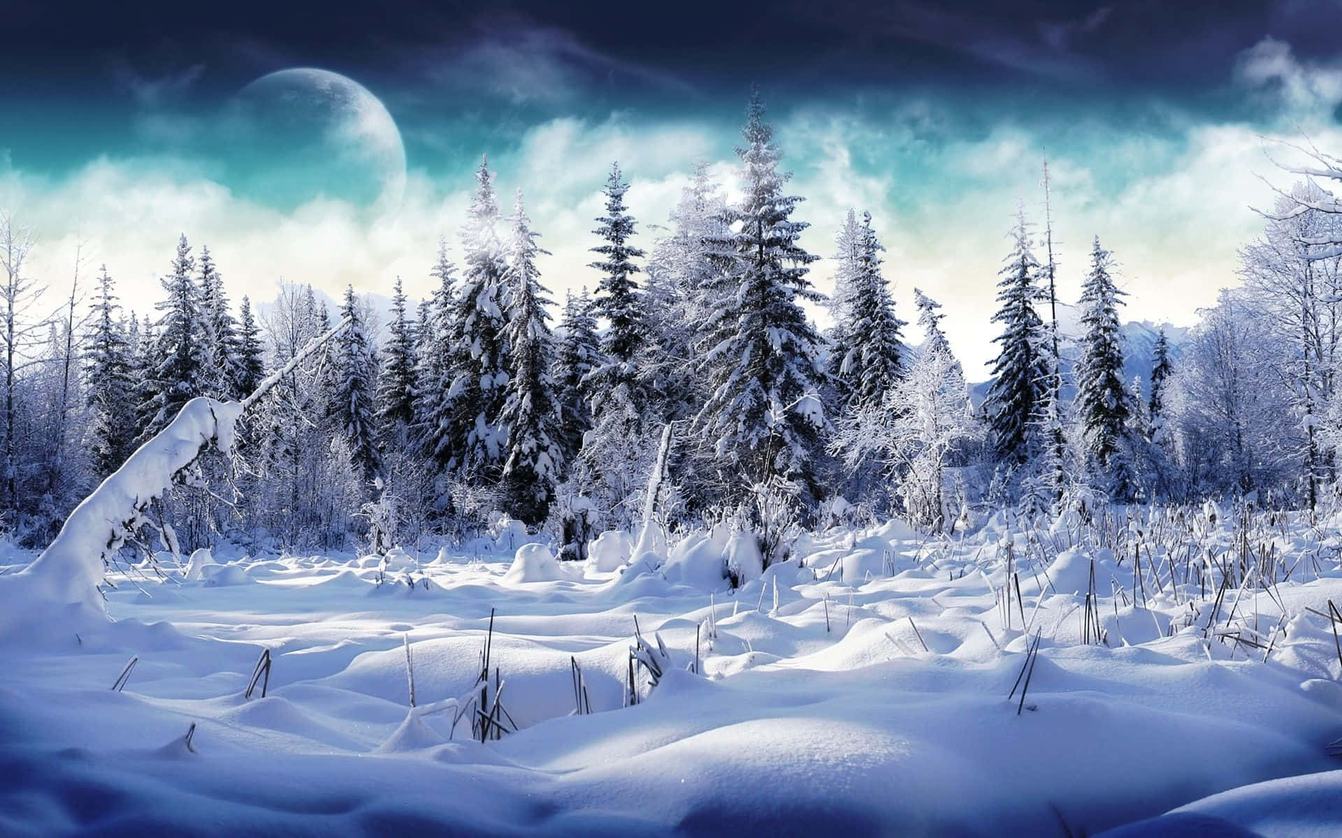 Old Winter Pine Trees Background