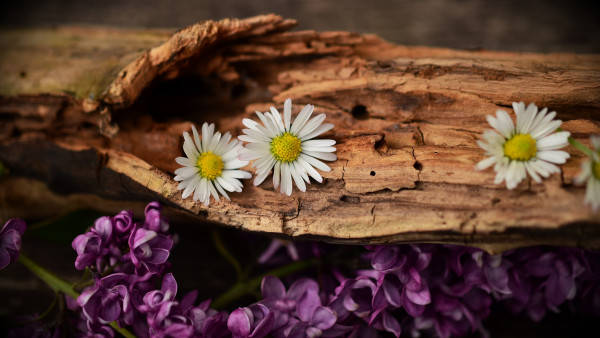 Old Wood Lilac Daisy 4k