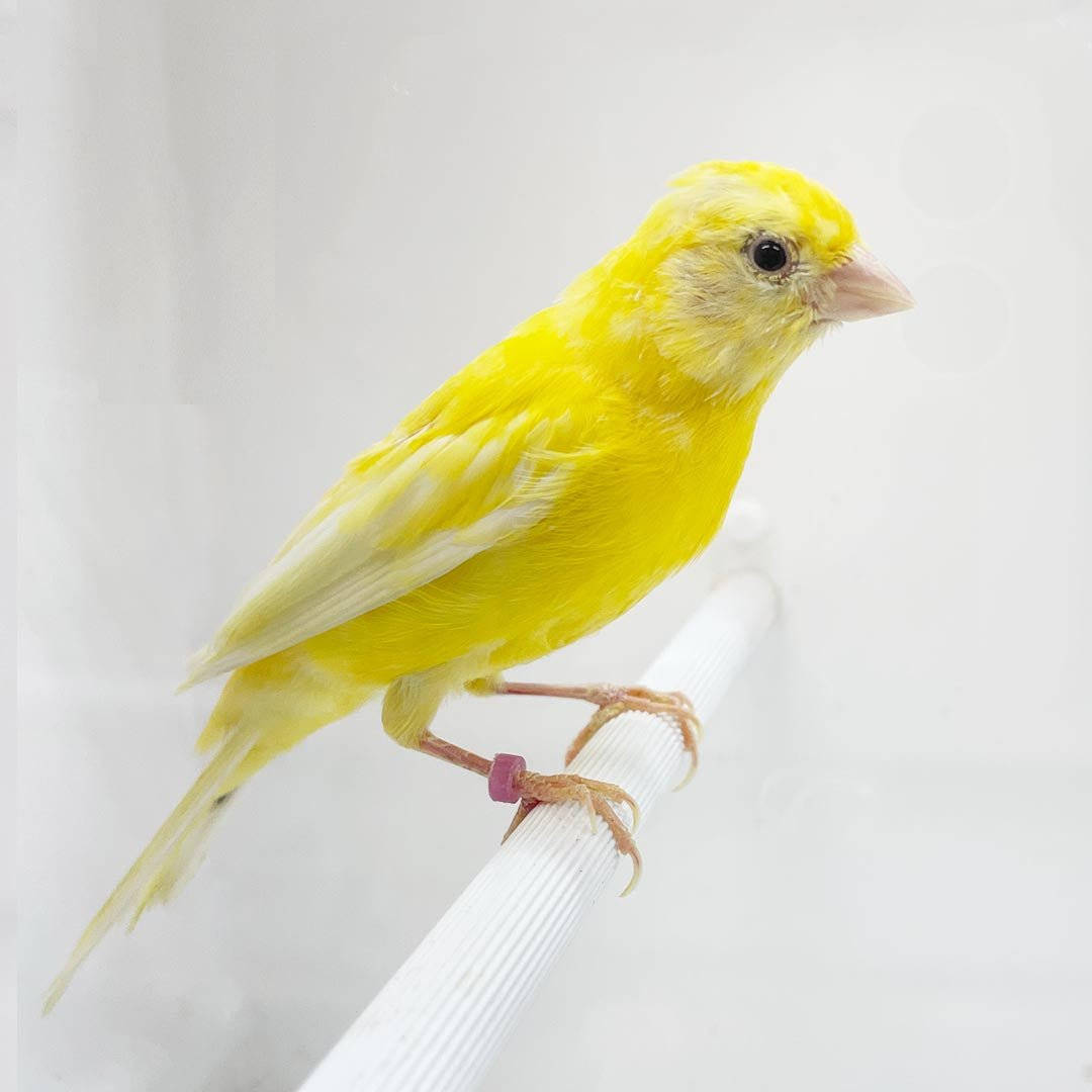 Old Yellow Canary Bird