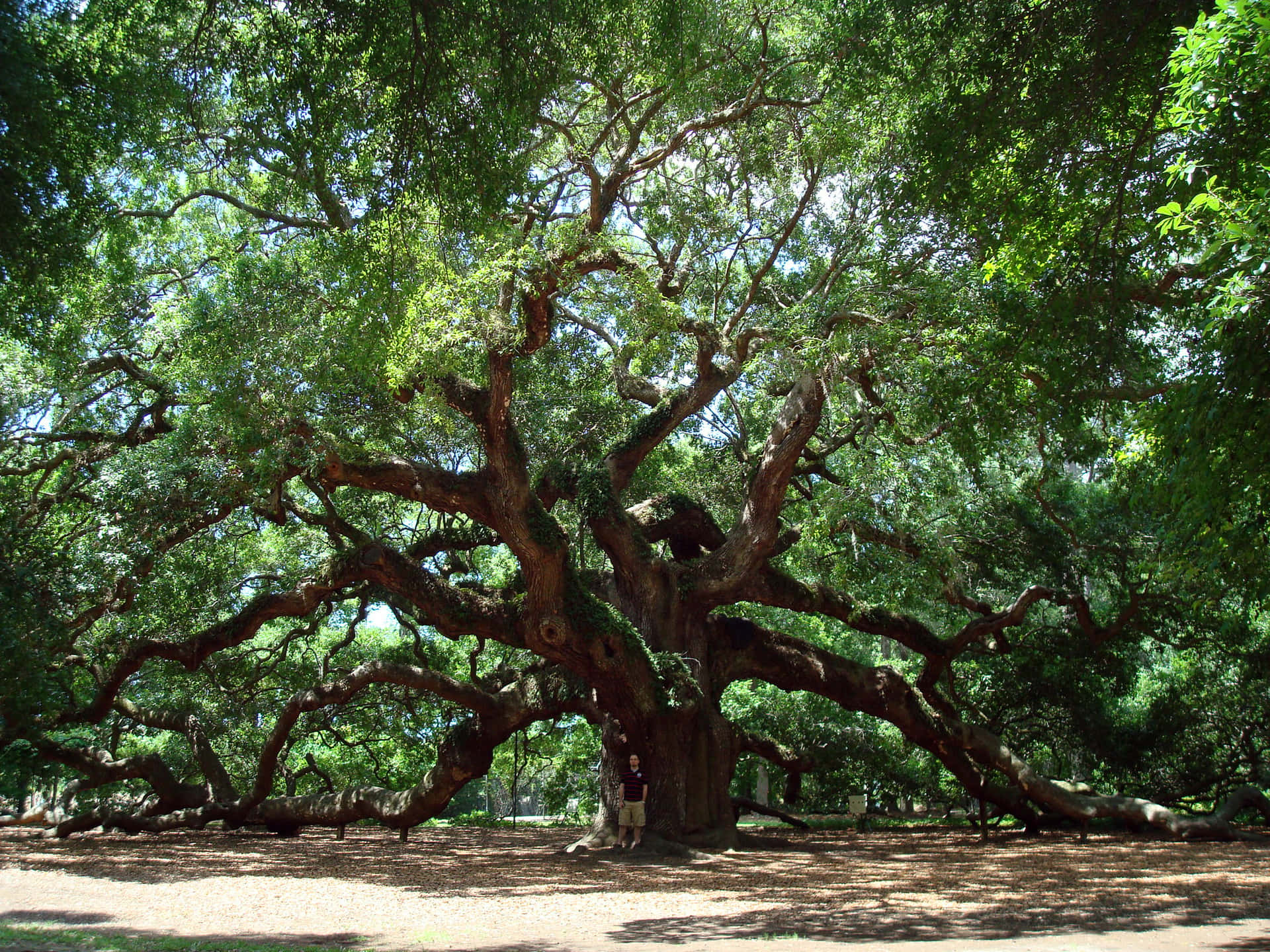 Oldest Oak Tree Johns Island Background