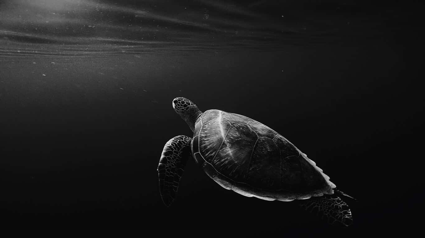 Oled Monitor Black And White Sea Turtle Background