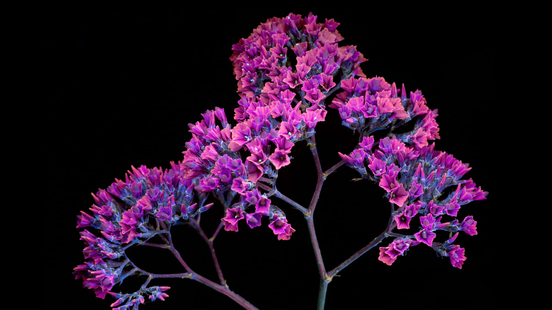 Oled Monitor Limonium Sinuatrum Plant Background