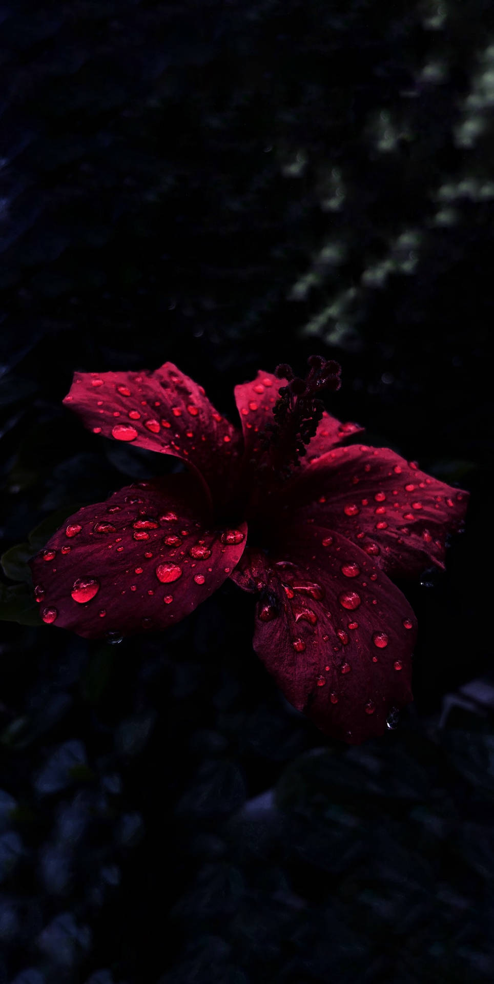 Oled Raindrops On Hibiscus Background