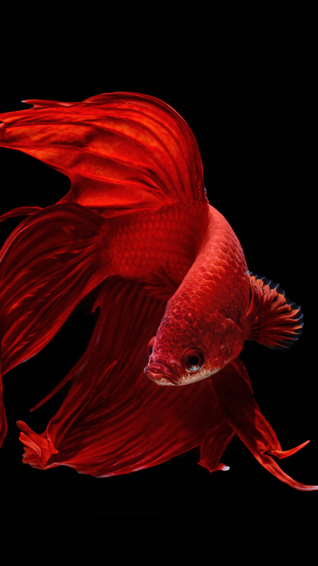 Oled Streamlined Goldfish Background