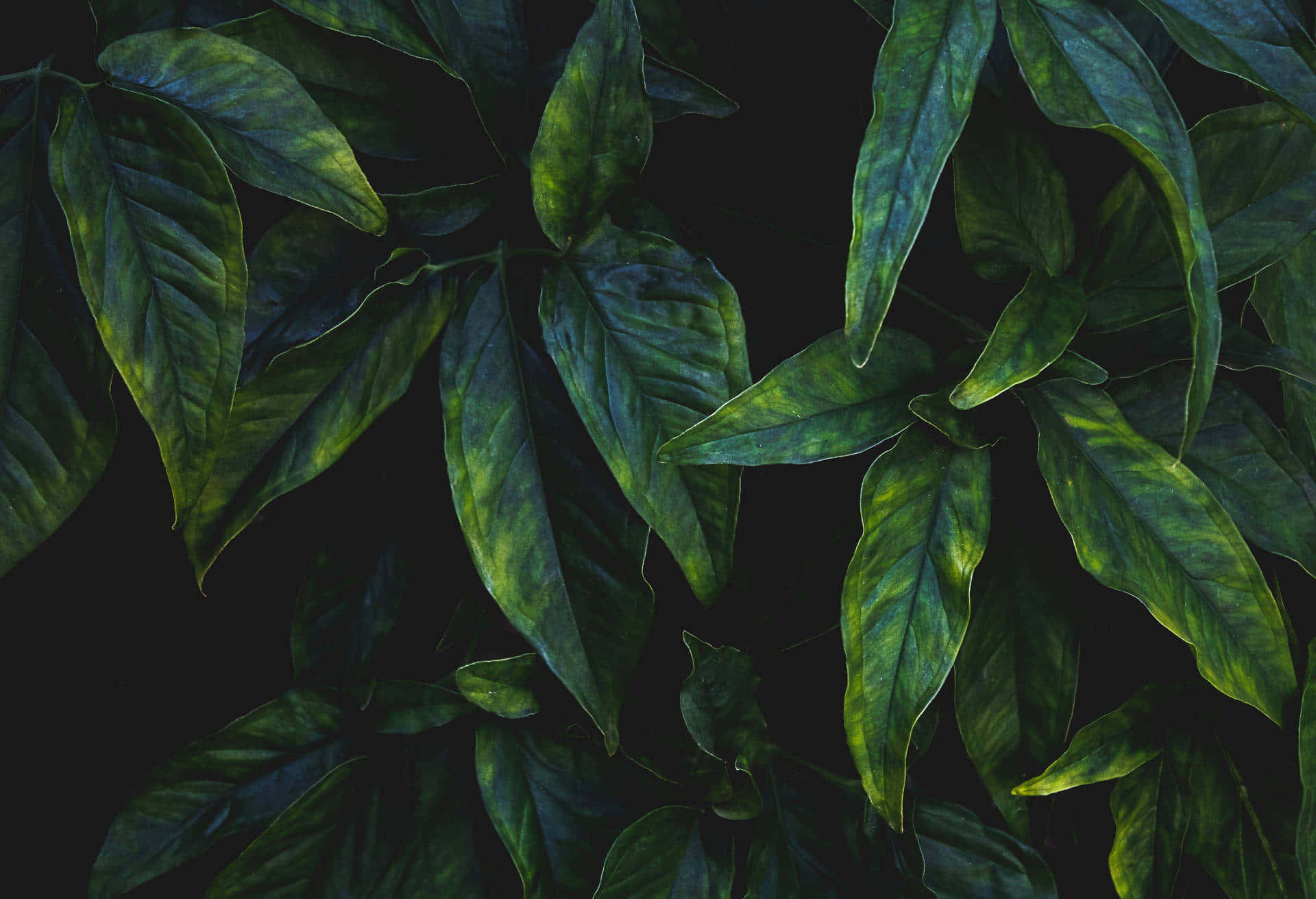 Olive Greenaesthetic Desktop Gorgeous Leaves