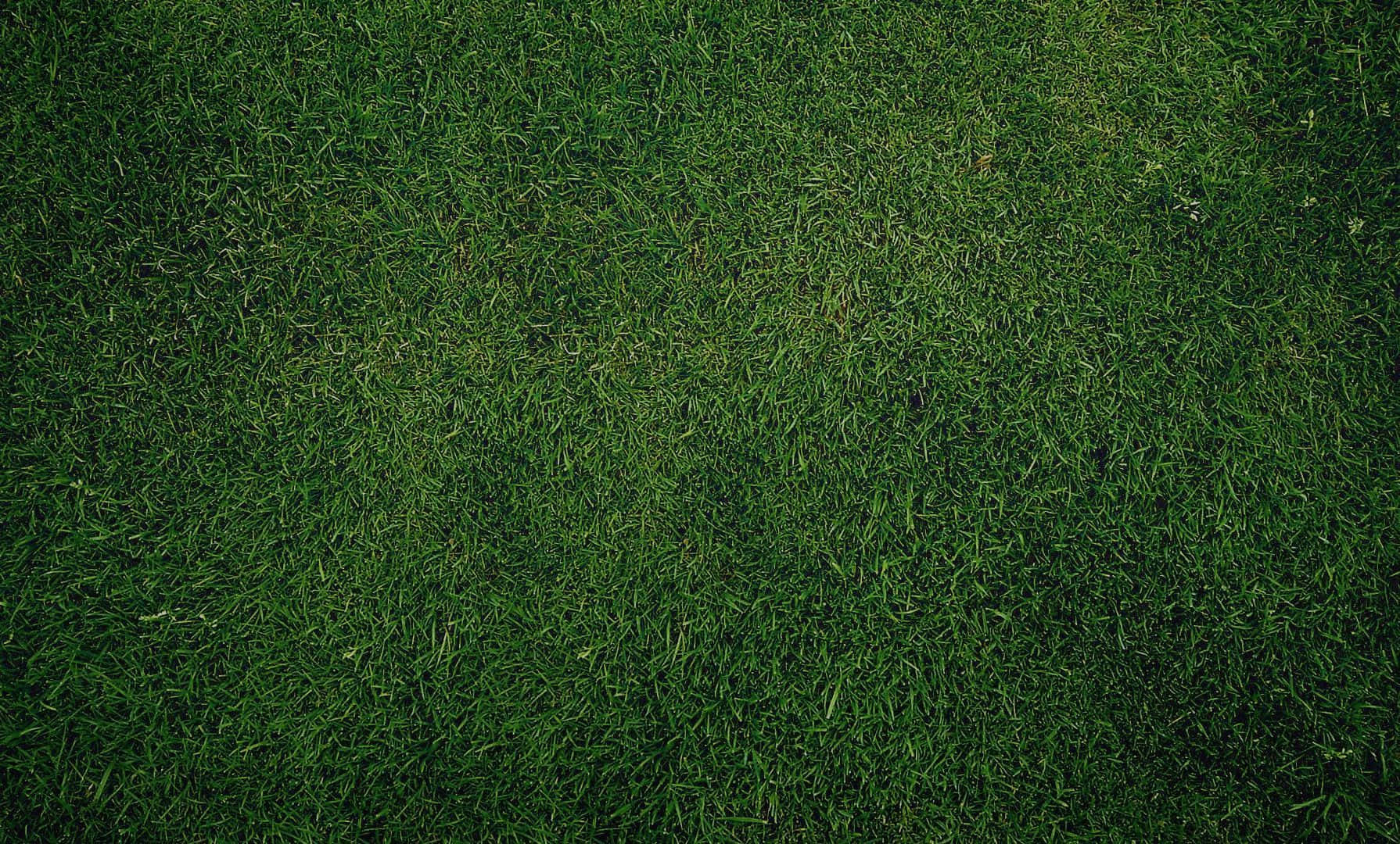 Olive Greenaesthetic Desktop Grass Texture