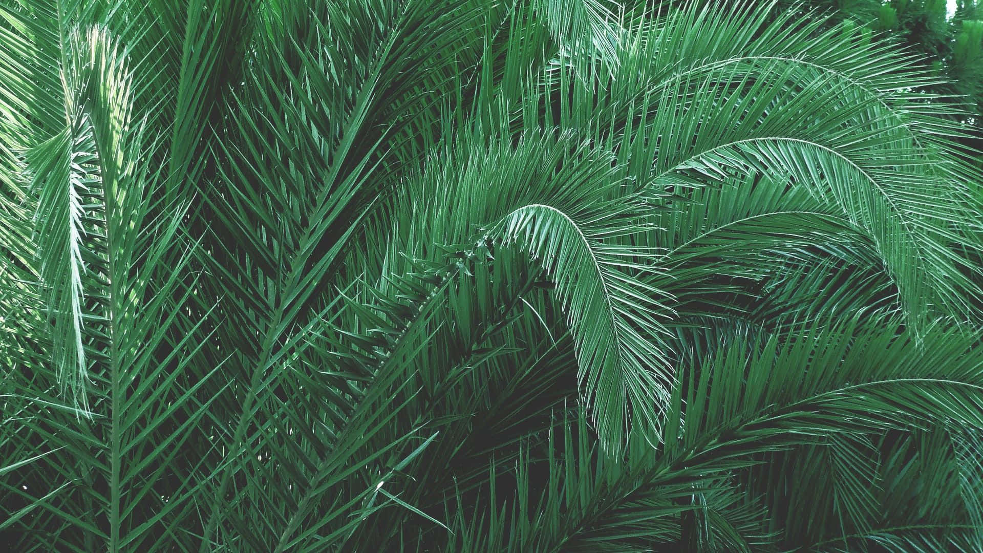 Olive Greenaesthetic Desktop Long Leaves