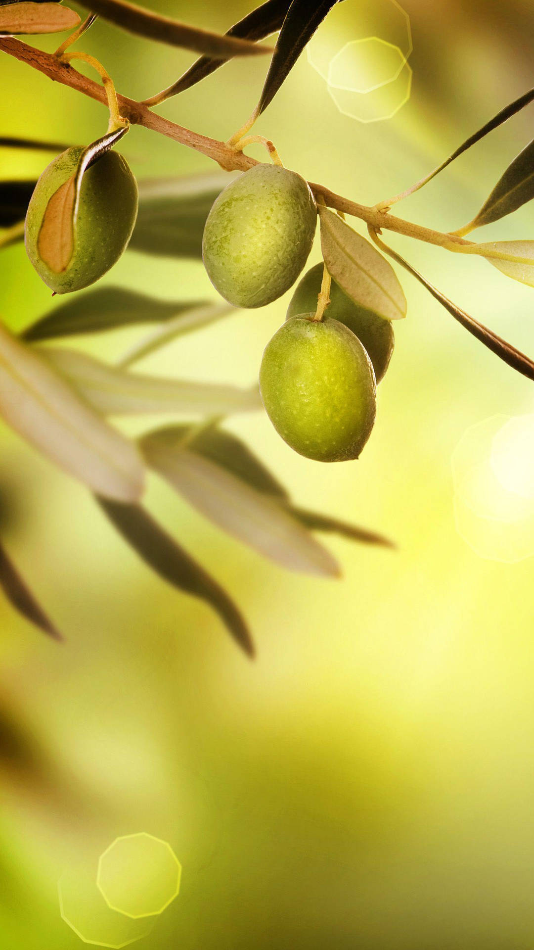 Olive Tree Fruit Hd Background