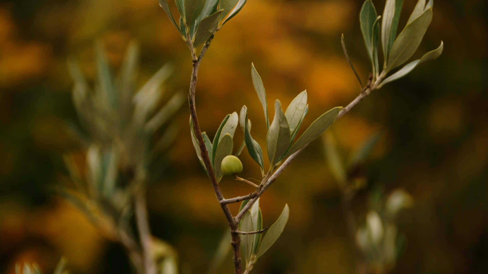 Olive Tree In The Autumn Background