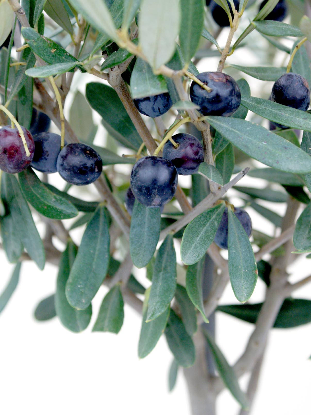 Olive Tree Nature Plant