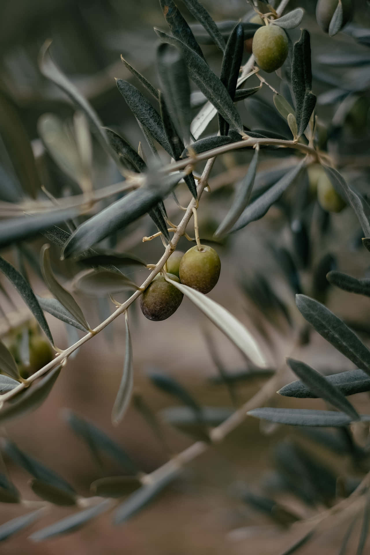 Olives On A Tree Branch Background