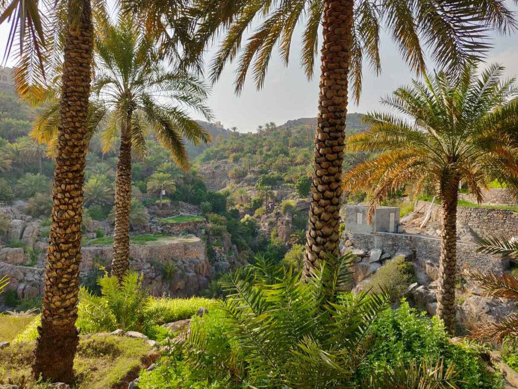 Oman Palm Trees