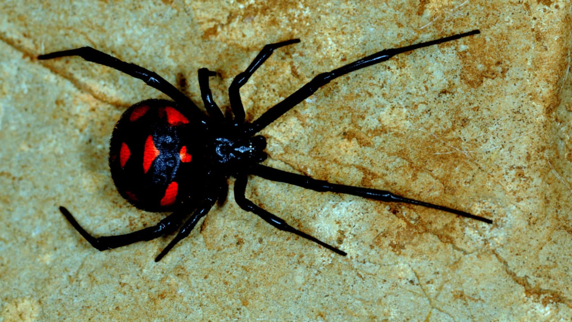 Ominous Black Spider Top View Background