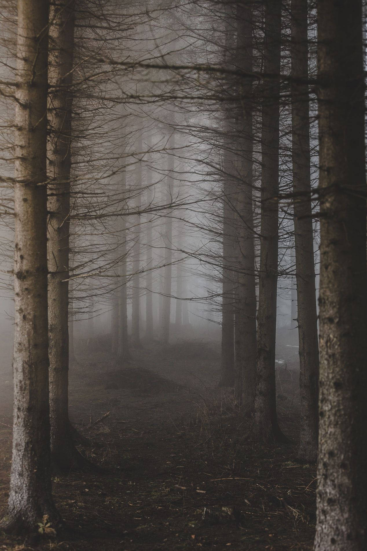 Ominous Foggy Forest With Bare Trees Background