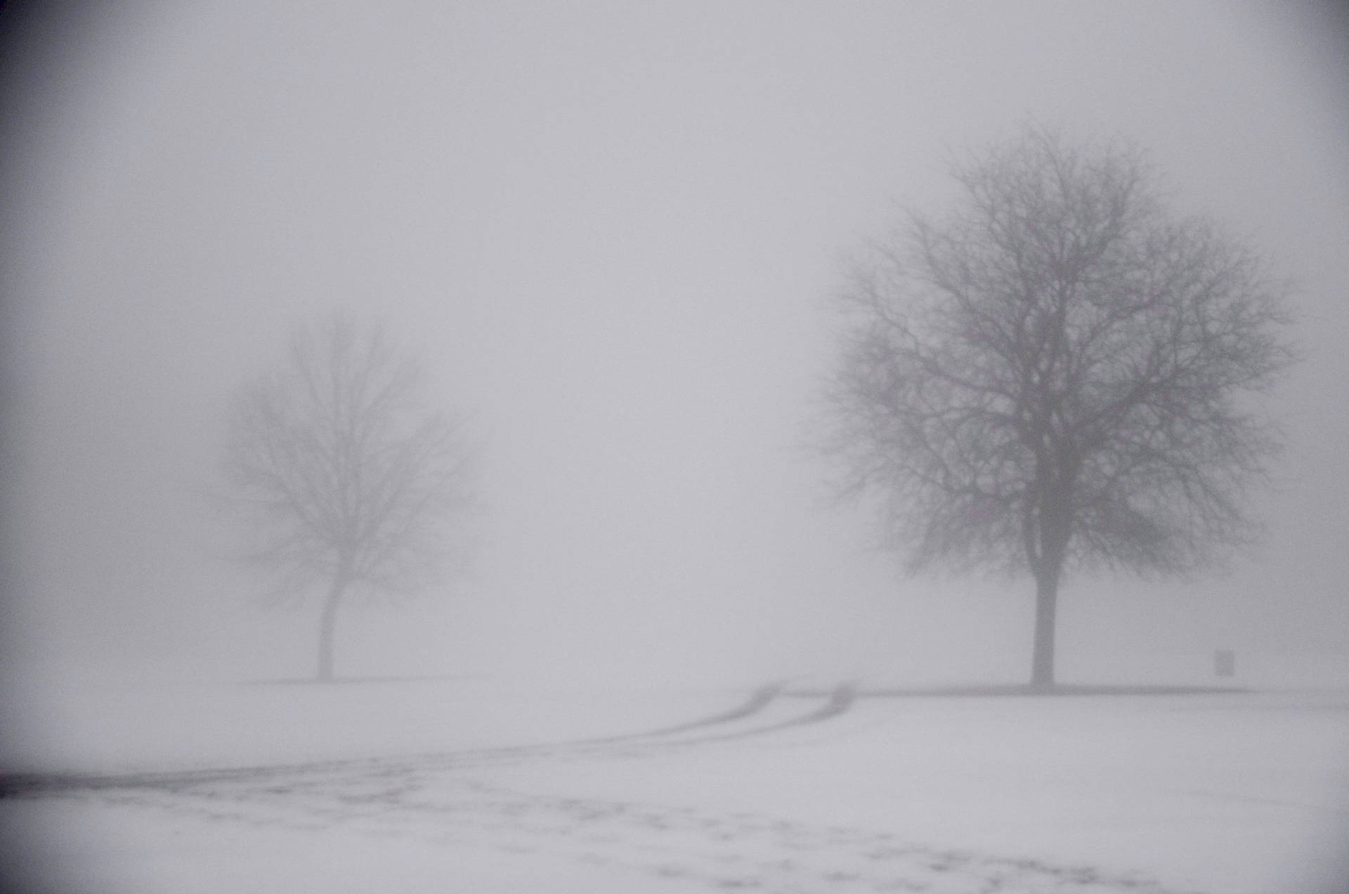 Ominous Foggy Snow-covered Landscape