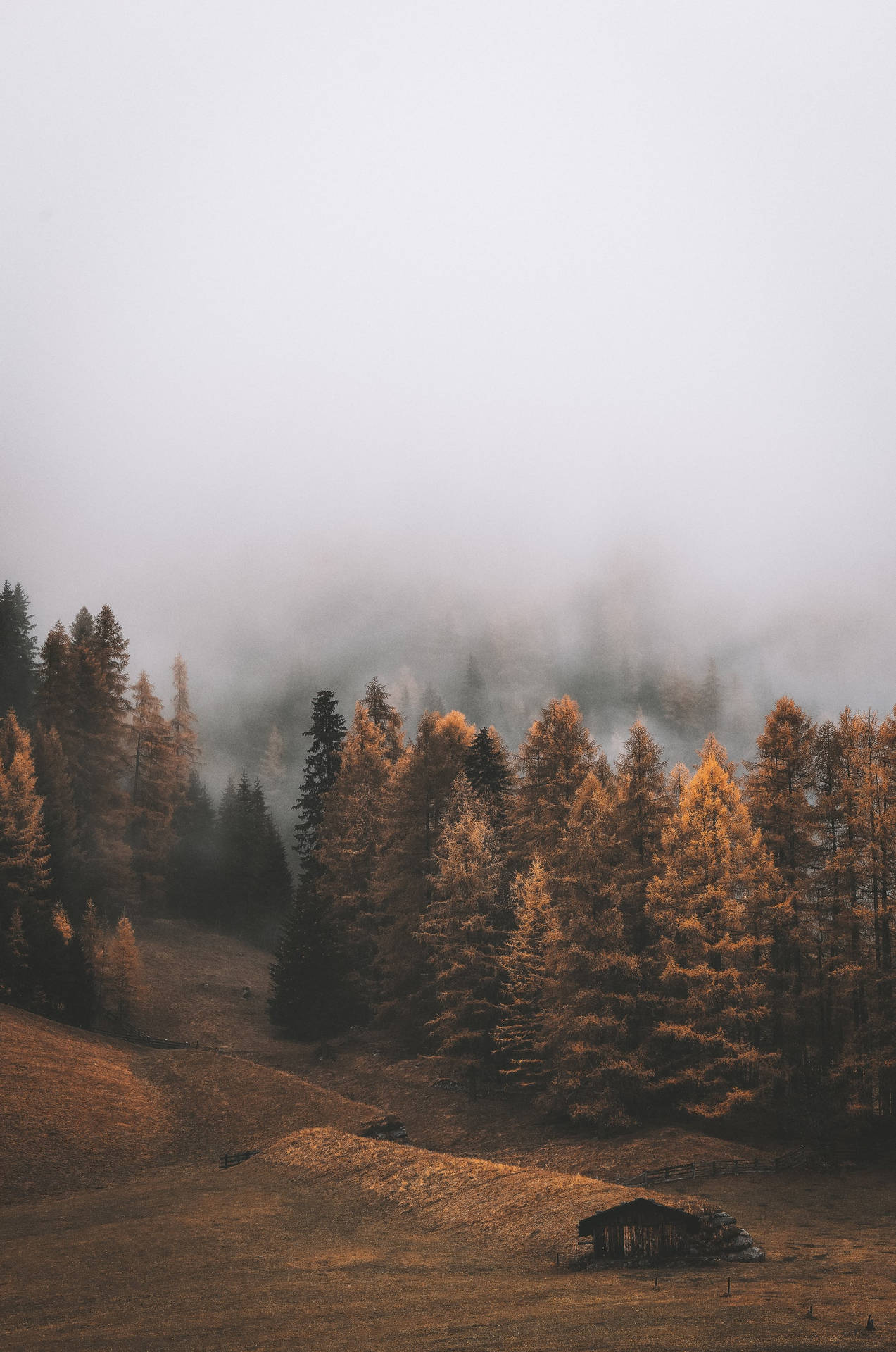 Ominous Forest In The Fall