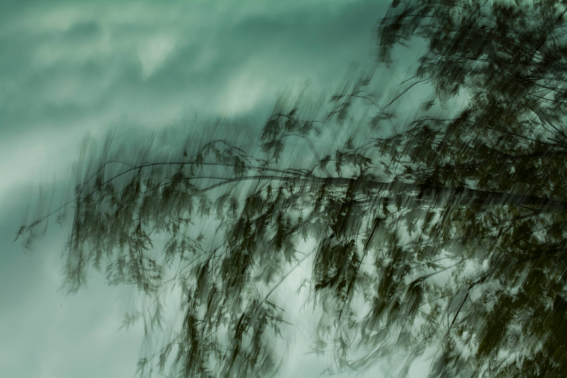 Ominous Leaves On Tree Branches