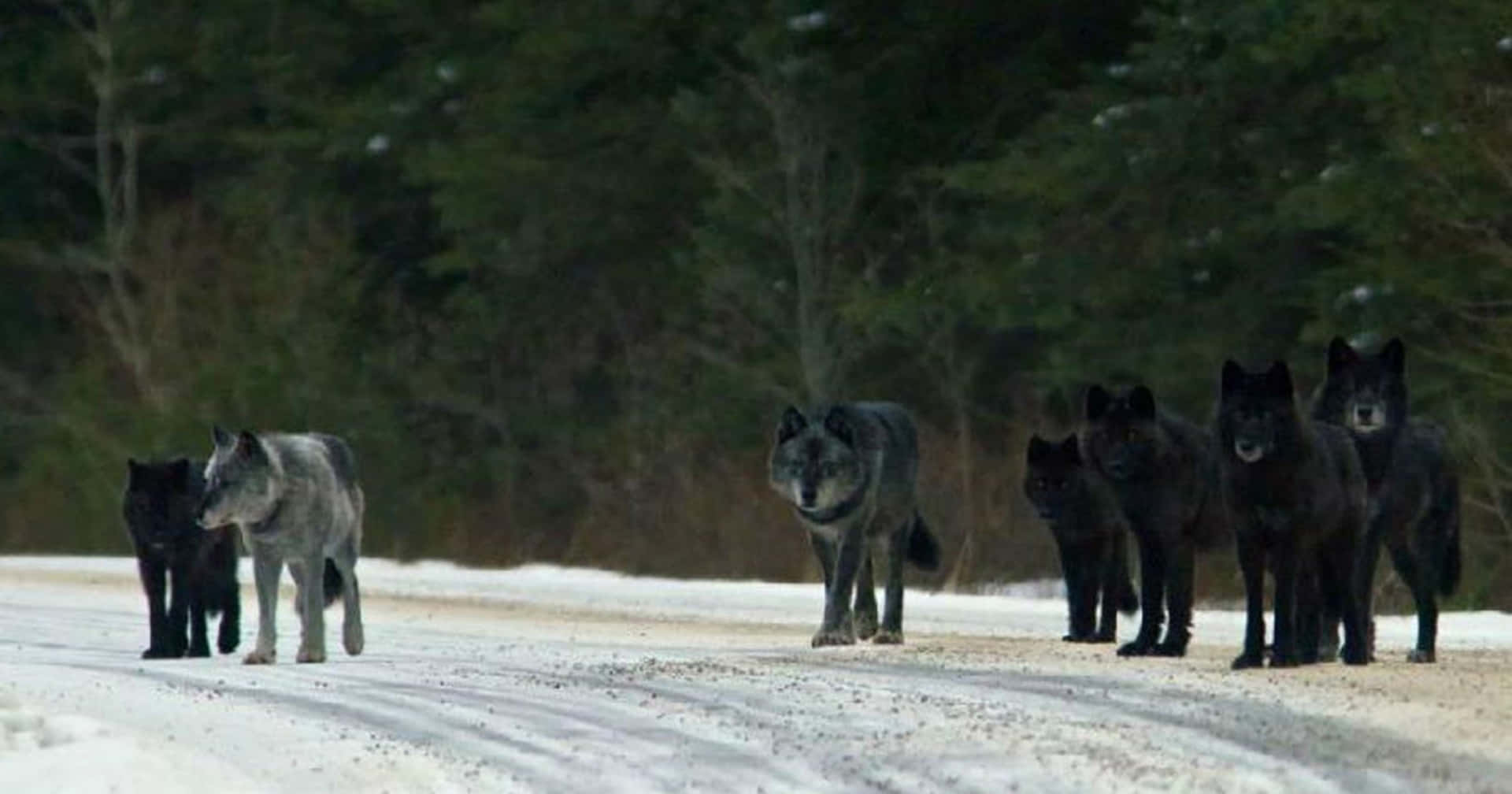 Ominous Pack Of Dark-colored Wolves Background