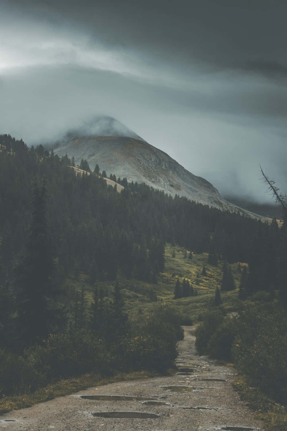 Ominous Path In The Forest