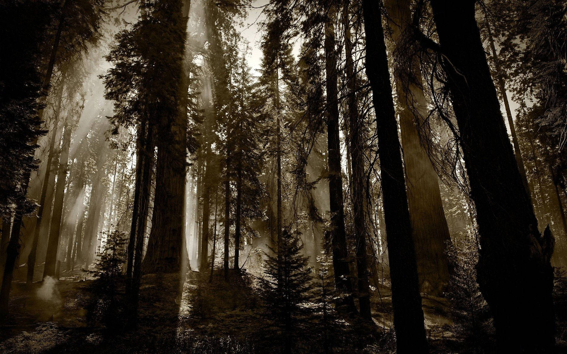 Ominous Sepia Forest In The Daytime