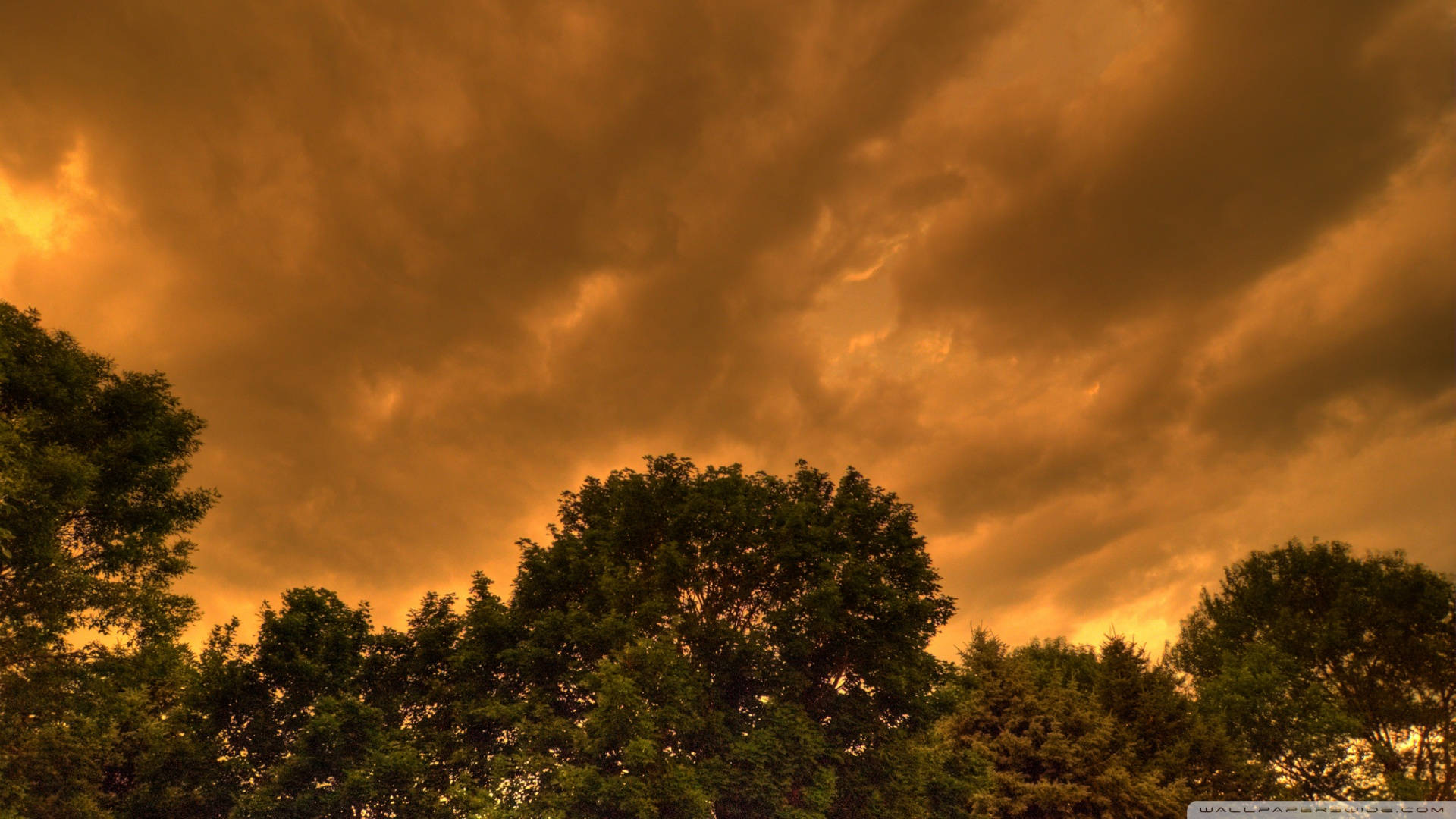 Ominous Sepia Sky With Tree-tops