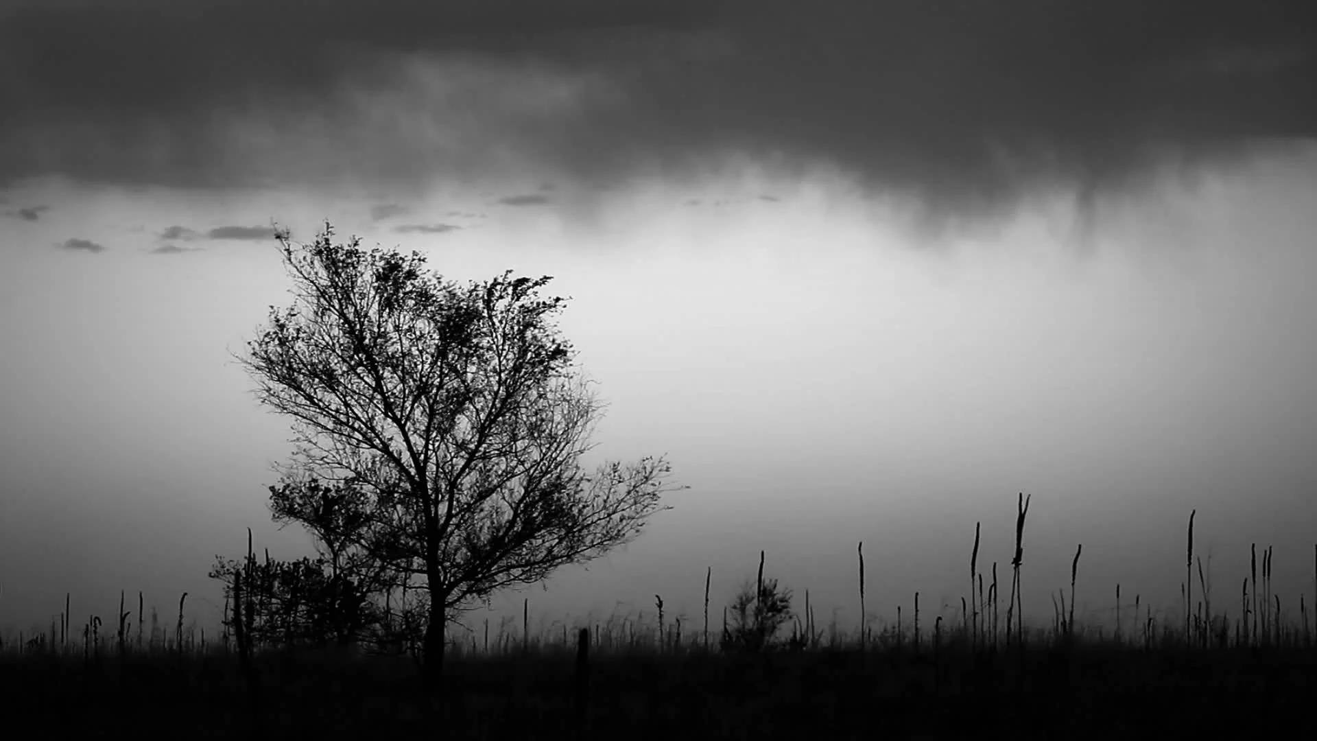 Ominous Tree During A Cloudy Day Background